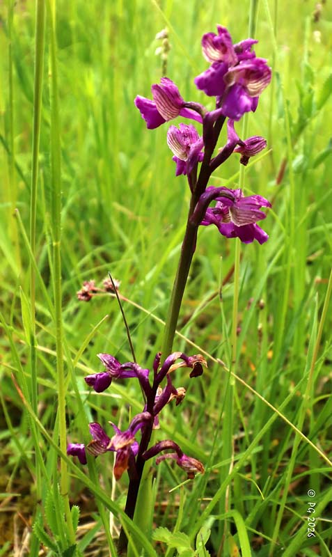 Anacamptis orchi bouffon