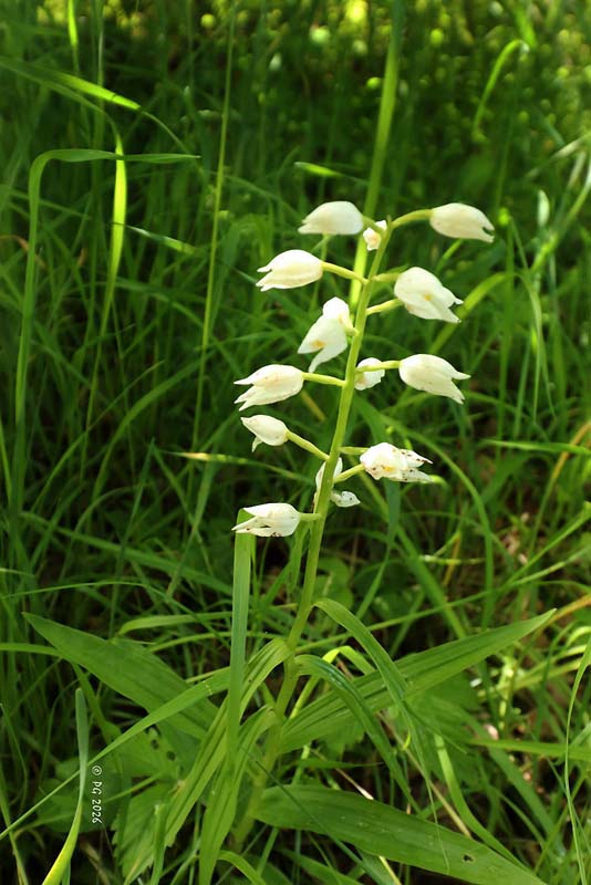 Cephalanthera