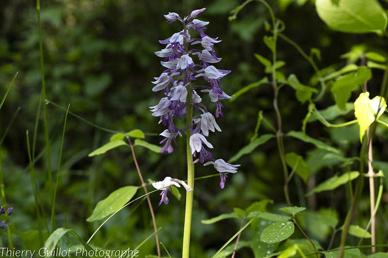 Orchis guerrier