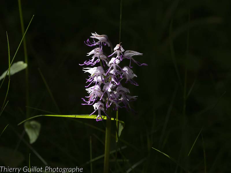 Orchis singe
