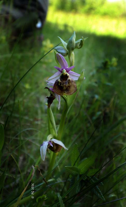 Ophrys bourdon