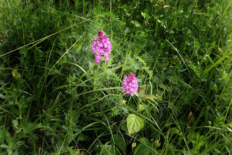 Orchis Pyramidal