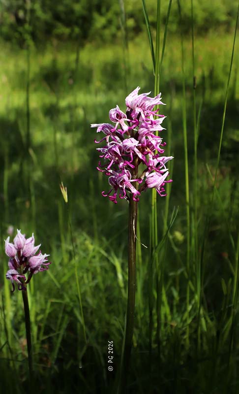 Orchis singe