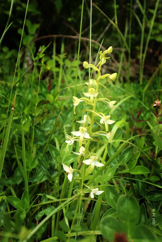 Platanthera